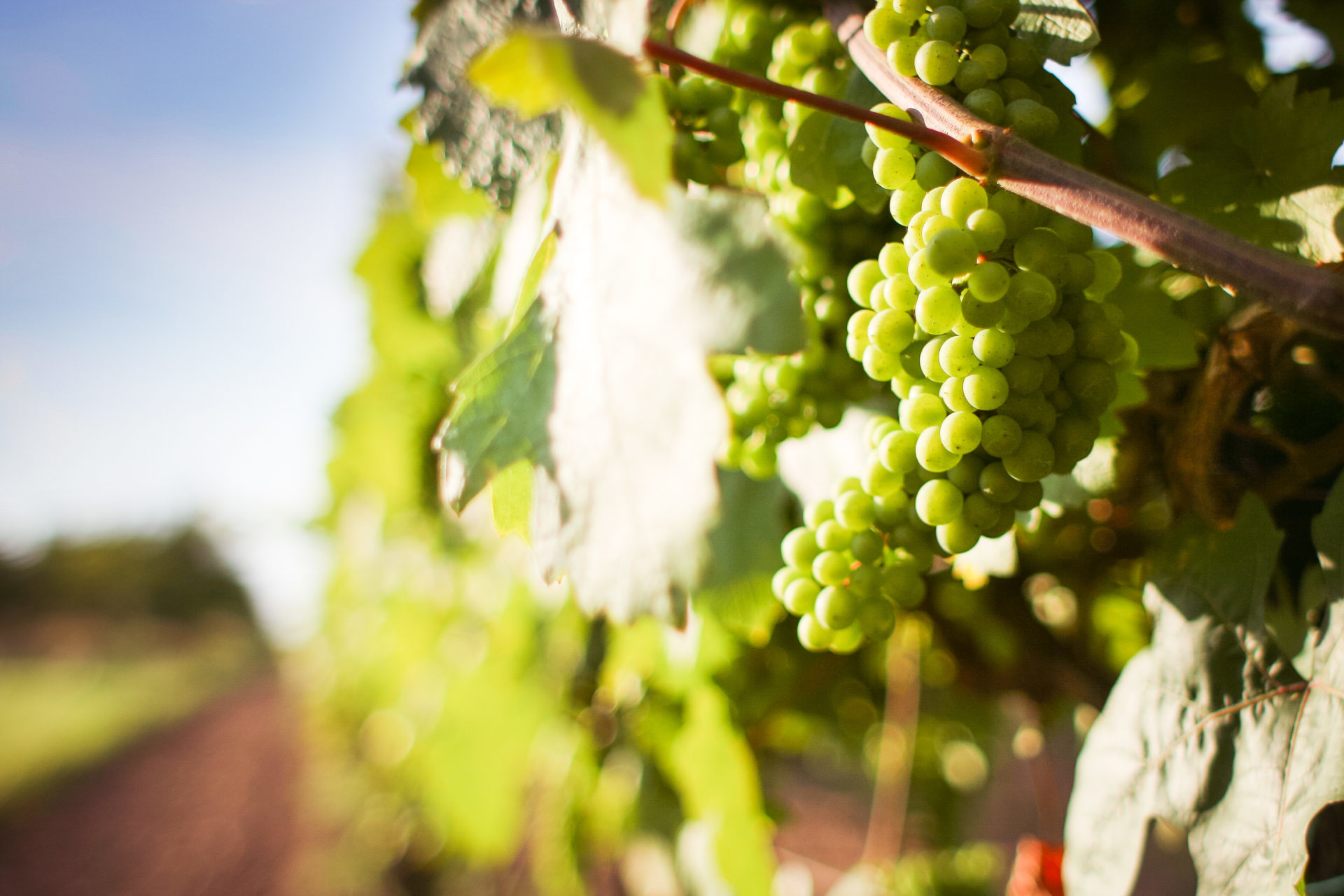 grapevine-with-detail-of-grapes-picjumbo-com